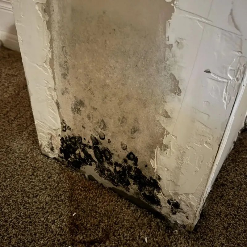 Professional Mold Removal in Hamilton, GA
